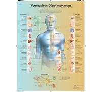 3B Scientific Affiche anatomique du système nerveux autonome en allemand, sympathique et parasympathique pour médecine et soins infirmiers