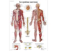 3B Scientific Affiche anatomique du système nerveux humain en français, tableau du système nerveux pour médecine, soins infirmiers et formation médicale
