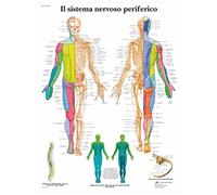 3B Scientific Affiche anatomique du système nerveux périphérique en italien, nerfs périphériques pour médecine, soins infirmiers et formation médicale