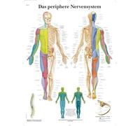 3B Scientific Affiche anatomique du système nerveux périphérique, nerfs périphériques pour médecine, soins infirmiers, neurologie et formation médicale