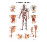 3B Scientific Affiche anatomique du système vasculaire humain en italien, système circulatoire pour médecine, soins infirmiers et physiologie