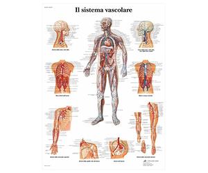 3B Scientific Affiche anatomique du système vasculaire humain en italien, système circulatoire pour médecine, soins infirmiers et physiologie