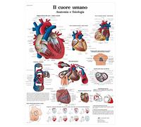 3B Scientific Affiche anatomique et physiologique du cœur humain en italien, système cardiovasculaire pour médecine, soins infirmiers et cardiologie