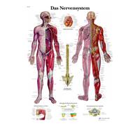 3B Scientific Affiche du système nerveux humain en allemand, système nerveux central et périphérique pour formation médicale