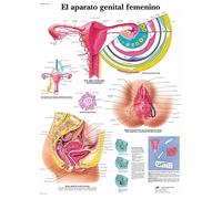 3B Scientific - Affiche en papier avec l'appareil génital féminin (français non garanti), 1