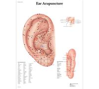 3B Scientific - Anatomie humaine - Affiche Acupuncture de l'oreille 50 x 67 cm