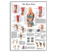 3B Scientific - Anatomie humaine - Articulation du Genou