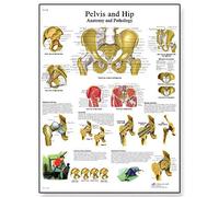 3B Scientific - Anatomie humaine - Bassin et hanches unlaminated
