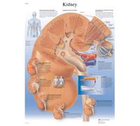 3B Scientific Anatomie humaine - Carte rénale, version plastifiée