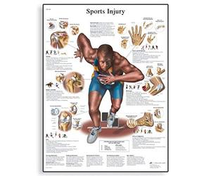 3B Scientific - Anatomie humaine - Charte des blessures sportives