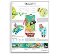 3B Scientific - Anatomie humaine - Cholestérol