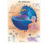 3B Scientific - Anatomie humaine - la grippe