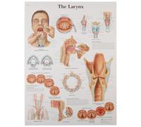 3B Scientific - Anatomie humaine - Larynx unlaminated