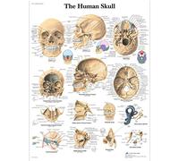 3B Scientific - Anatomie humaine - le crâne humain unlaminated