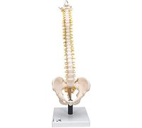 3B Scientific - Anatomie humaine - Modèle de colonne vertébrale flexible avec disques intervertébraux mous