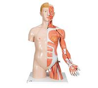 3B Scientific - Anatomie humaine - Modèle de luxe de torse