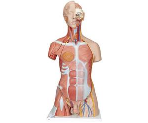 3B Scientific - Anatomie humaine - Modèle de luxe de torse avec musculature en 31 parties + Application anatomie gratuite - 3B Smart Anatomy