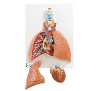 3B Scientific - Anatomie humaine - Modèle de poumons avec larynx 5 parties
