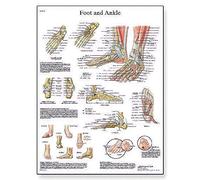 3B Scientific - Anatomie humaine - pieds et articulations Anatomie/Pathologie Tableau