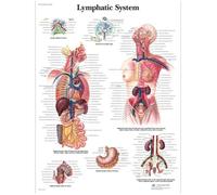 3B Scientific - Anatomie humaine - Système lymphatique - VR1392UU