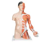 3B Scientific - Anatomie humaine - Torse de luxe asiatique