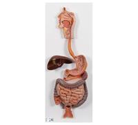 3B Scientific® Appareil Digestif Humain - Modèle Anatomique en 2 Parties Taille Réelle + Smart Anatomy App (Garantie de 5 Ans)