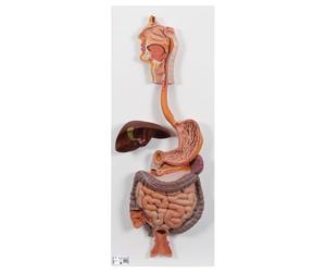 3B Scientific® Appareil Digestif Humain - Modèle Anatomique en 2 Parties Taille Réelle + Smart Anatomy App (Garantie de 5 Ans)