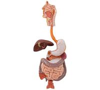 3B Scientific® Appareil Digestif Humain - Modèle Anatomique Taille Réelle en 3 Parties + Smart Anatomy App (Garantie de 5 Ans)