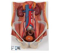 3B Scientific® Appareil Urinaire - Modèle Anatomique Humain Bisex en 6 Parties Taille Réelle + Smart Anatomy App (Garantie de 5 Ans)