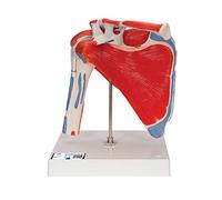 3B Scientific® Articulation de l’Épaule avec Coiffe des Rotateurs - Modèle Anatomique Humain Grandeur Nature avec Muscles,Application 3B Smart Anatomy (Support Pédagogique Médical)