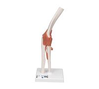 3B Scientific A83 Articulation du Coude, Modèle Fonctionnel + Application anatomie gratuite - 3B Smart Anatomy
