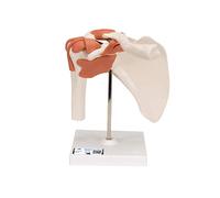 3B Scientific® Articulation Fonctionnelle de l’Épaule Humaine - Muscles de la Coiffe des Rotateurs, Mouvement Complet (Abduction, Rotation), + 3B Smart Anatomy App