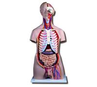 3B Scientific B15 ; modèle de torse mâle de luxe en 20 parties, longueur 38,1 cm x largeur 24,9 cm x hauteur 87,1 cm