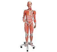 3B Scientific B50 Modèle Anatomique Musculaire bisexué, Deluxe, en 45 parties + Application anatomie gratuite - 3B Smart Anatomy