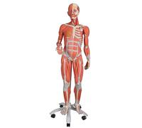 3B Scientific B51 Modèle musculaire féminin, en 23 parties + Application anatomie gratuite - 3B Smart Anatomy