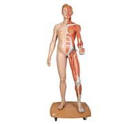 3B Scientific B53 Modèle Musculaire du Corps Humain Bisexué, Européen, en 39 Parties + Application anatomie gratuite - 3B Smart Anatomy