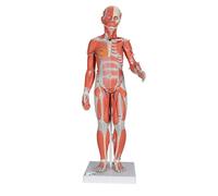 3B Scientific B56 Torse Anatomique des Muscles Féminins, en 21 Parties + logiciel d'anatomie gratuit - 3B Smart Anatomy
