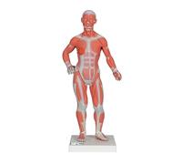 3B Scientific B59 Modèle Musculaire, Echelle 1/3, en 2 Parties + Application anatomie gratuite - 3B Smart Anatomy
