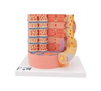 3B Scientific B60 Fibre Musculaire 3B MICROanatomy, Agrandi 10,000 Fois + Application anatomie gratuite - 3B Smart Anatomy