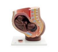 3B Scientific Bassin de grossesse, en 3 parties, peau foncée - 3B Smart Anatomy