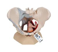 3B Scientific® Bassin Féminin - Modèle Humain en 4 Parties avec Ligaments, Coupe Médiane du Plancher Pelvien & Organes + Smart Anatomy App (Garantie de 5 Ans)