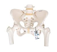 3B Scientific Bassin Féminin avec Moignons F Articulés + Application anatomie gratuite - 3B Smart Anatomy