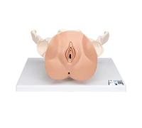 3B Scientific® Bassin Féminin avec Organes Généraux - Modèle Anatomique Humain en 3 Parties Taille Réelle + Smart Anatomy App (Garantie de 5 Ans)