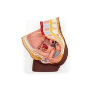 3B Scientific Bassin féminin, en 2 parties, peau foncée - 3B Smart Anatomy