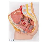 3B Scientific® Bassin Féminin - Modèle Anatomique Humain en 2 Parties Taille Réelle + Smart Anatomy App (Garantie de 5 Ans)