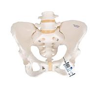 3B Scientific® Bassin Féminin Squelettique - Modèle Taille Réelle avec Sacrum & Coccyx pour l’Anatomie et la Formation Médicale + Smart Anatomy App (Garantie de 5 Ans)