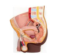 3B Scientific Bassin masculin, en 2 parties, peau foncée - 3B Smart Anatomy