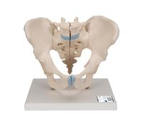 3B Scientific Bassin masculin en 3 parties - 3B Smart Anatomy