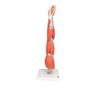 3B Scientific® Bras avec Muscles - Modèle Humain en 6 Parties Taille Réelle avec Muscles Amovibles + Smart Anatomy App (Garantie de 5 Ans)