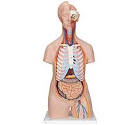 3B Scientific® Buste Classique - Modèle Anatomique Humain Neutre en 16 Parties + Smart Anatomy App (Garantie de 5 Ans)
